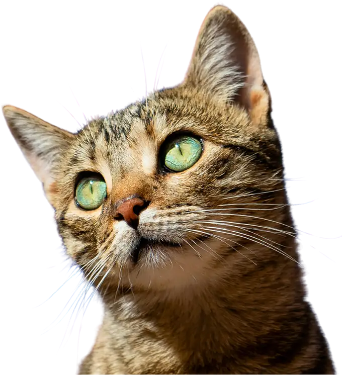 cedric the cat for clump pro litter